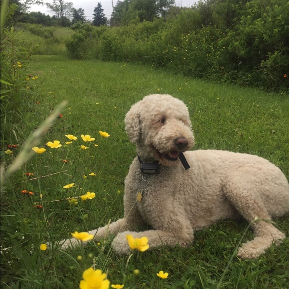 Meet your Posher, Cheri - Picture 6 of 8